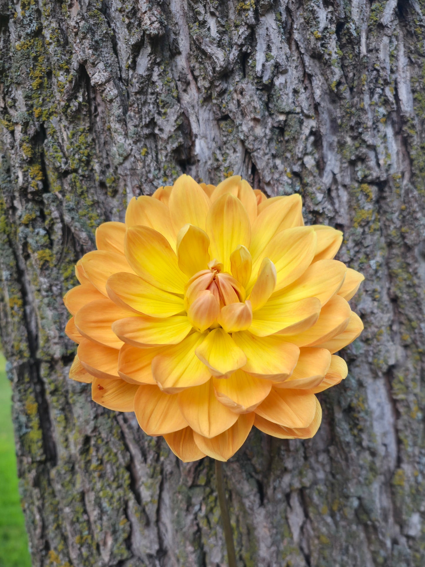 Hollyhill Golden Glow
