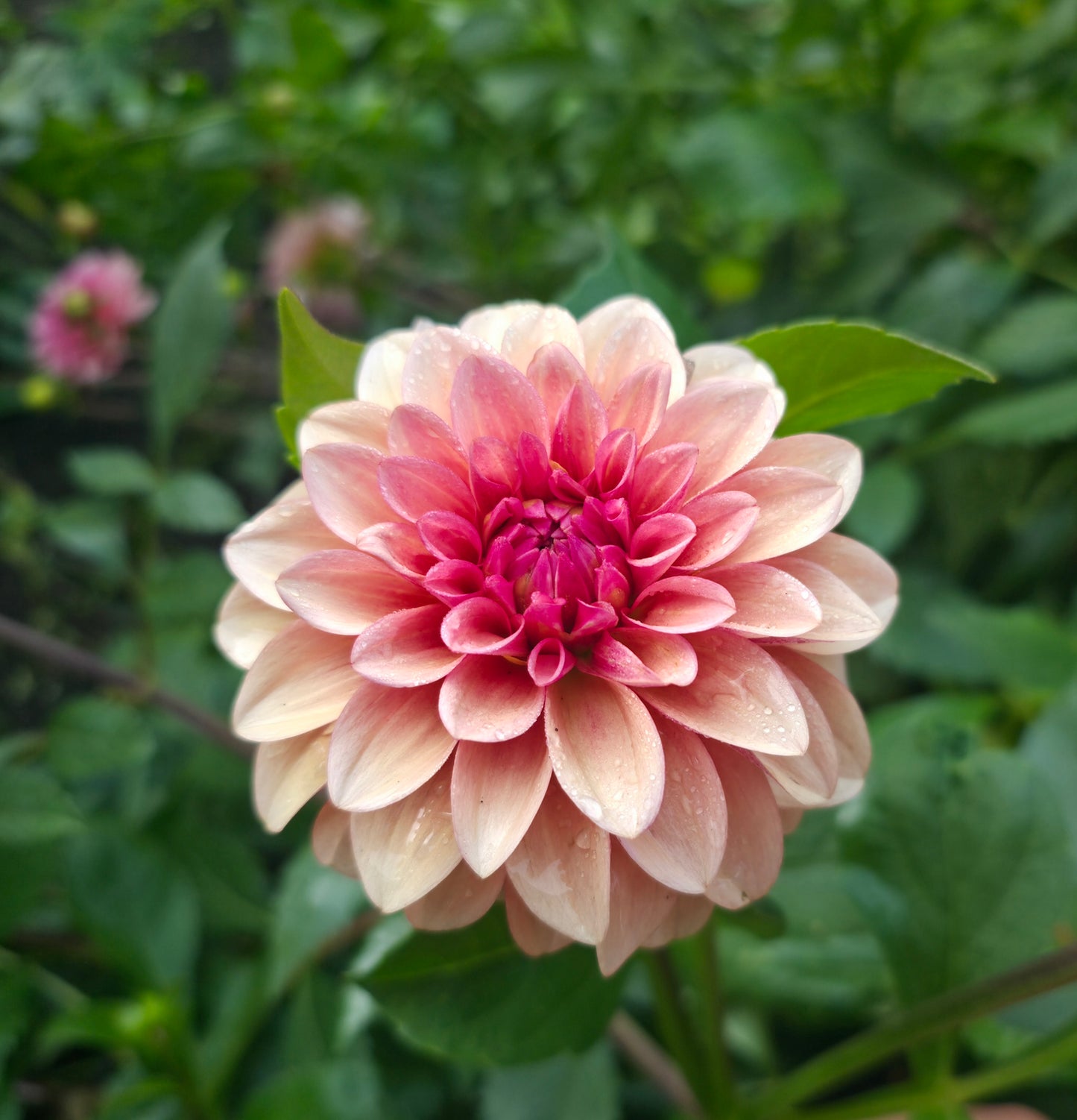 RM Rose Gold