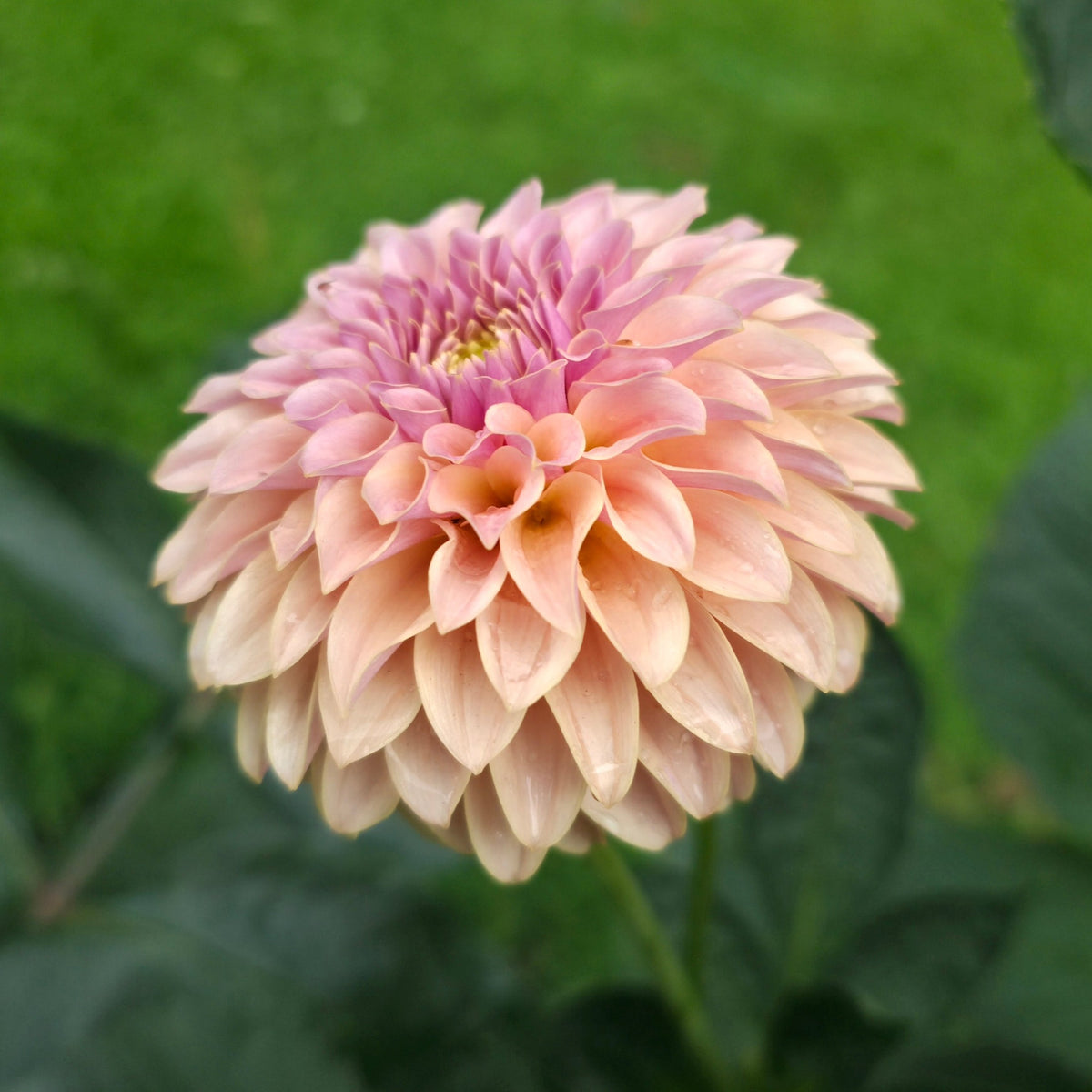 KA’s® Cinder Rose (Limit 1)