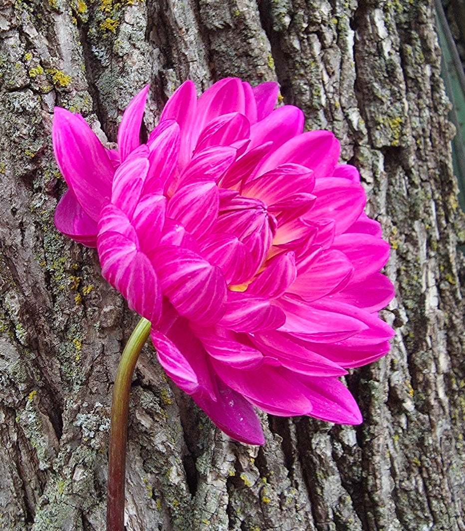 Sandia Lillian