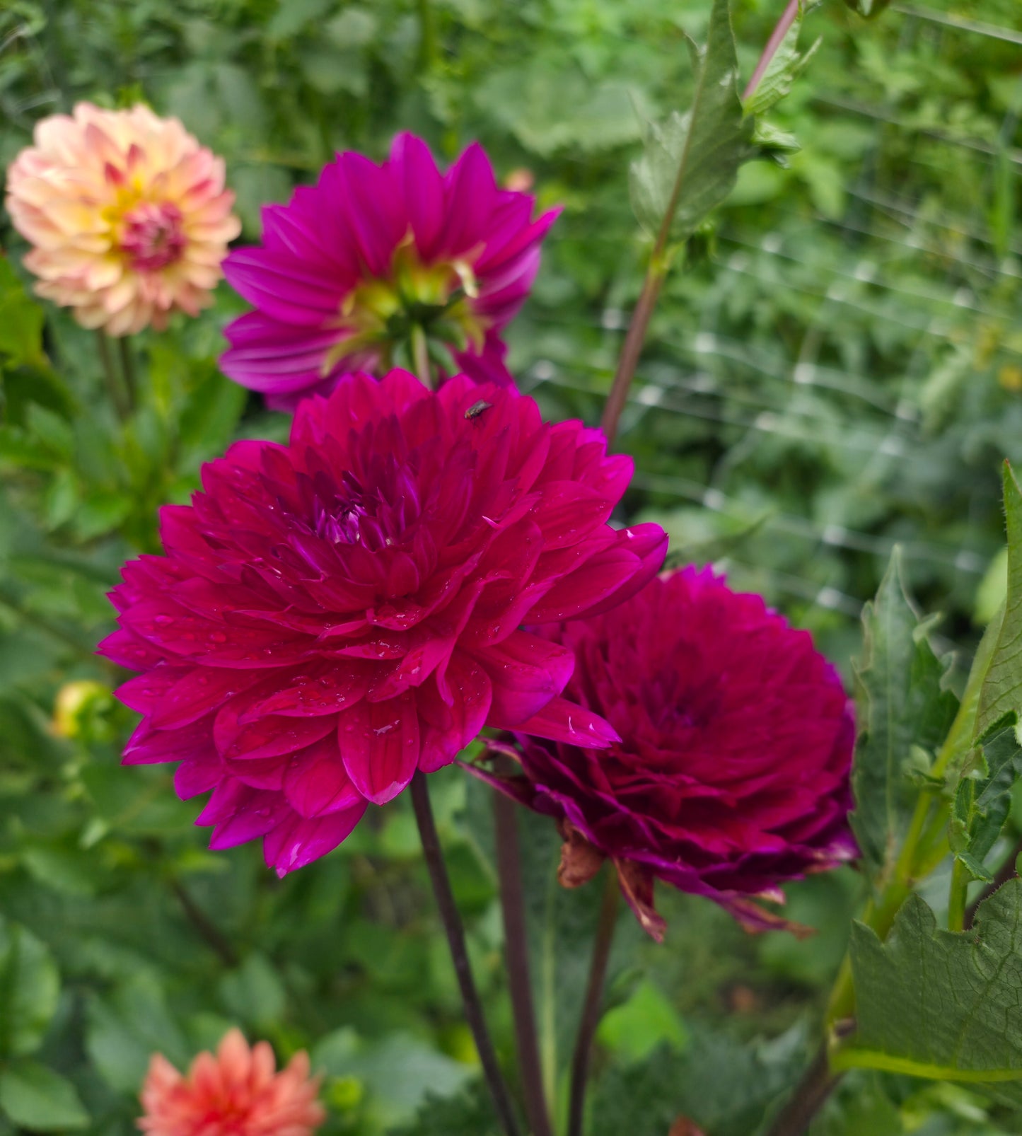 Sandia Bertha