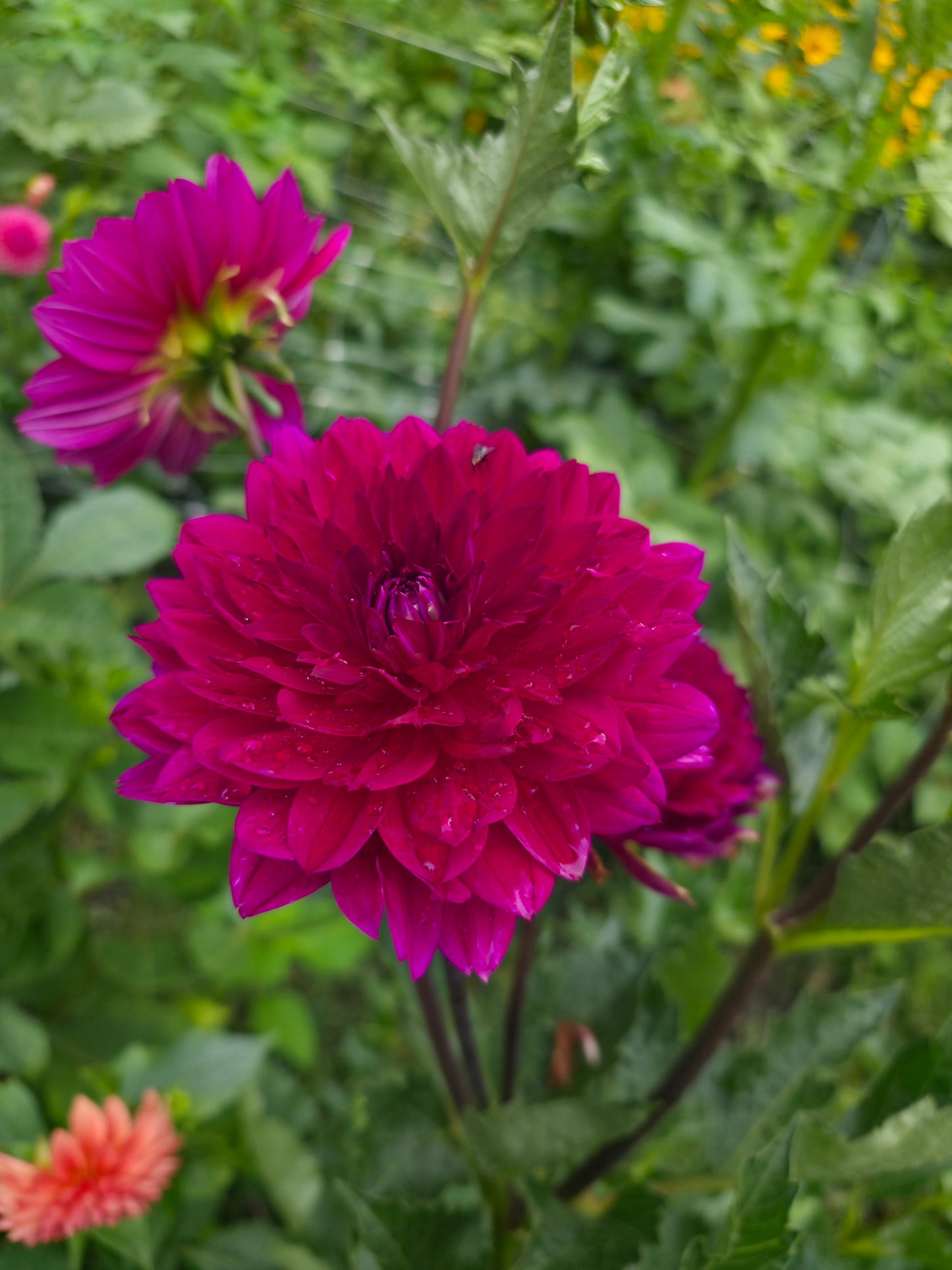 Sandia Bertha