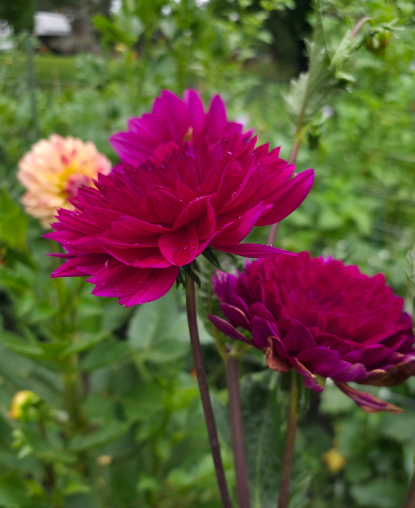 Sandia Bertha