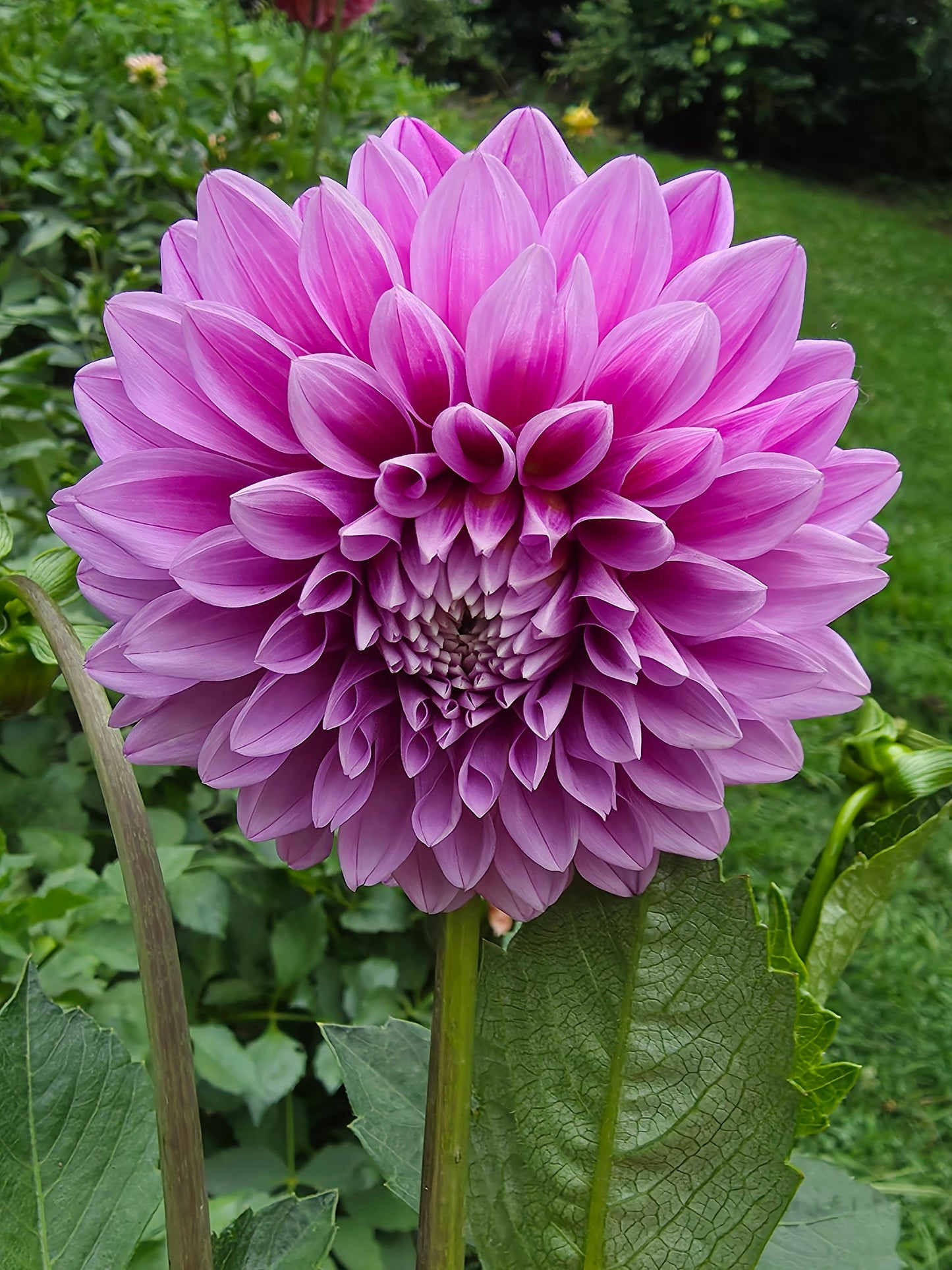 Florelie Jeanette
