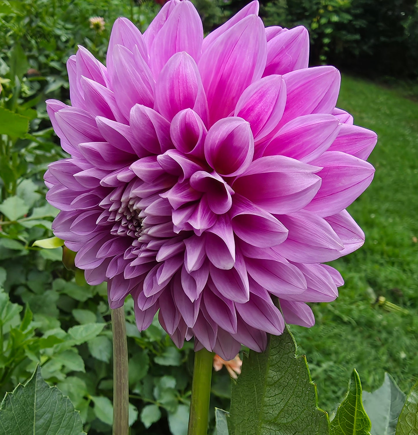 Florelie Jeanette