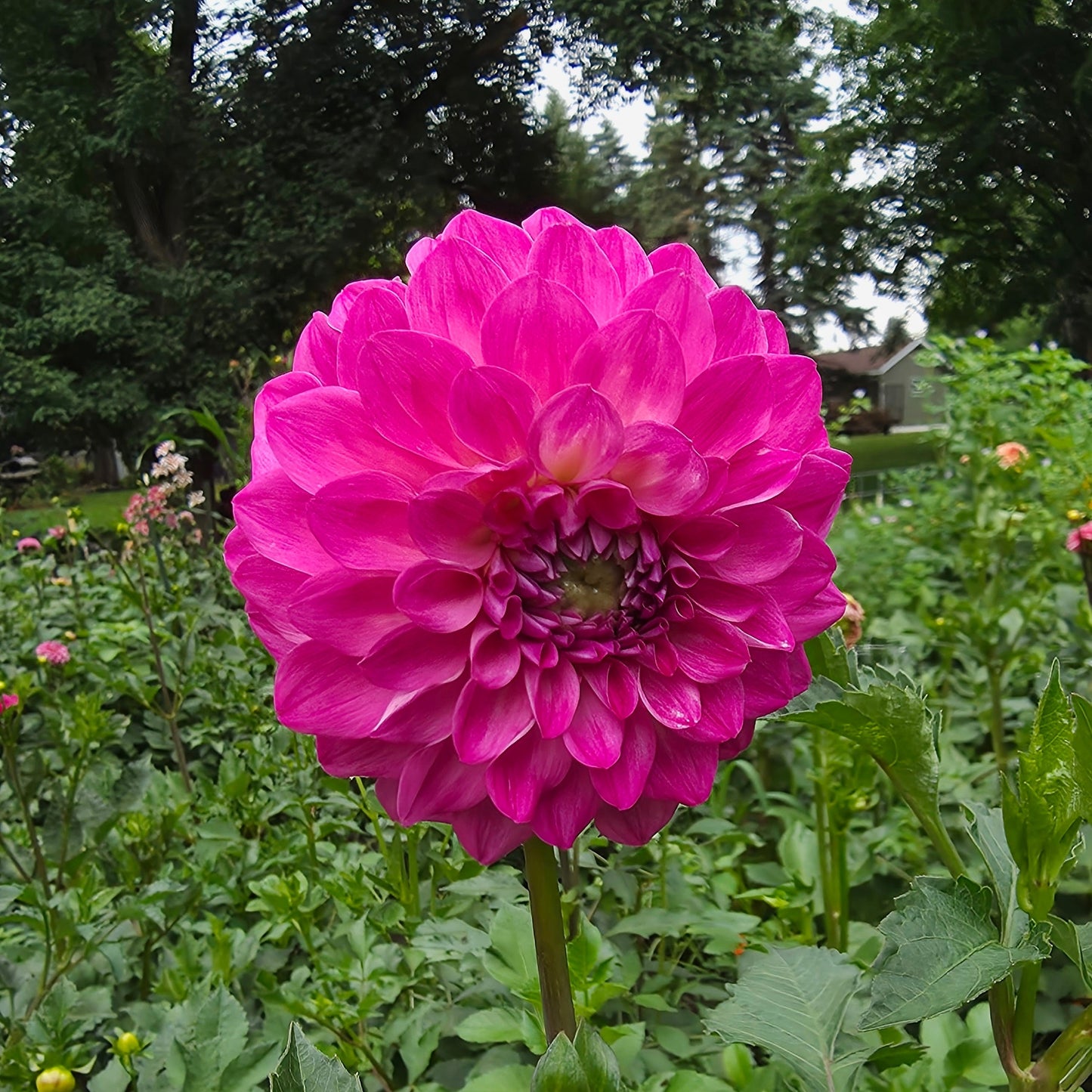 Florelie Joy