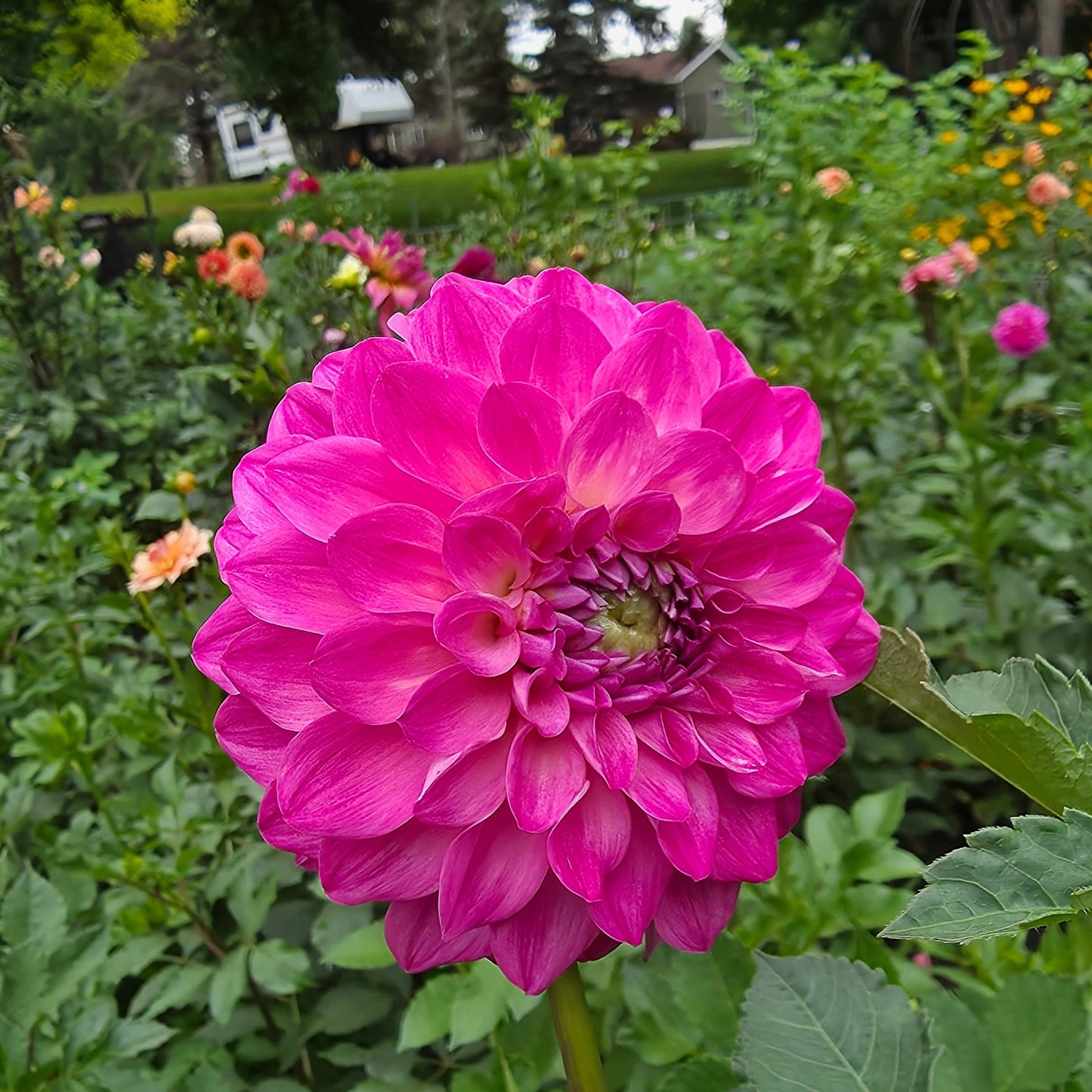 Florelie Joy