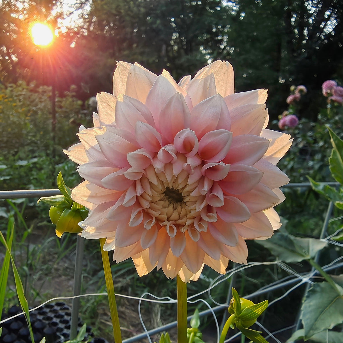 Lee's Rosalynn