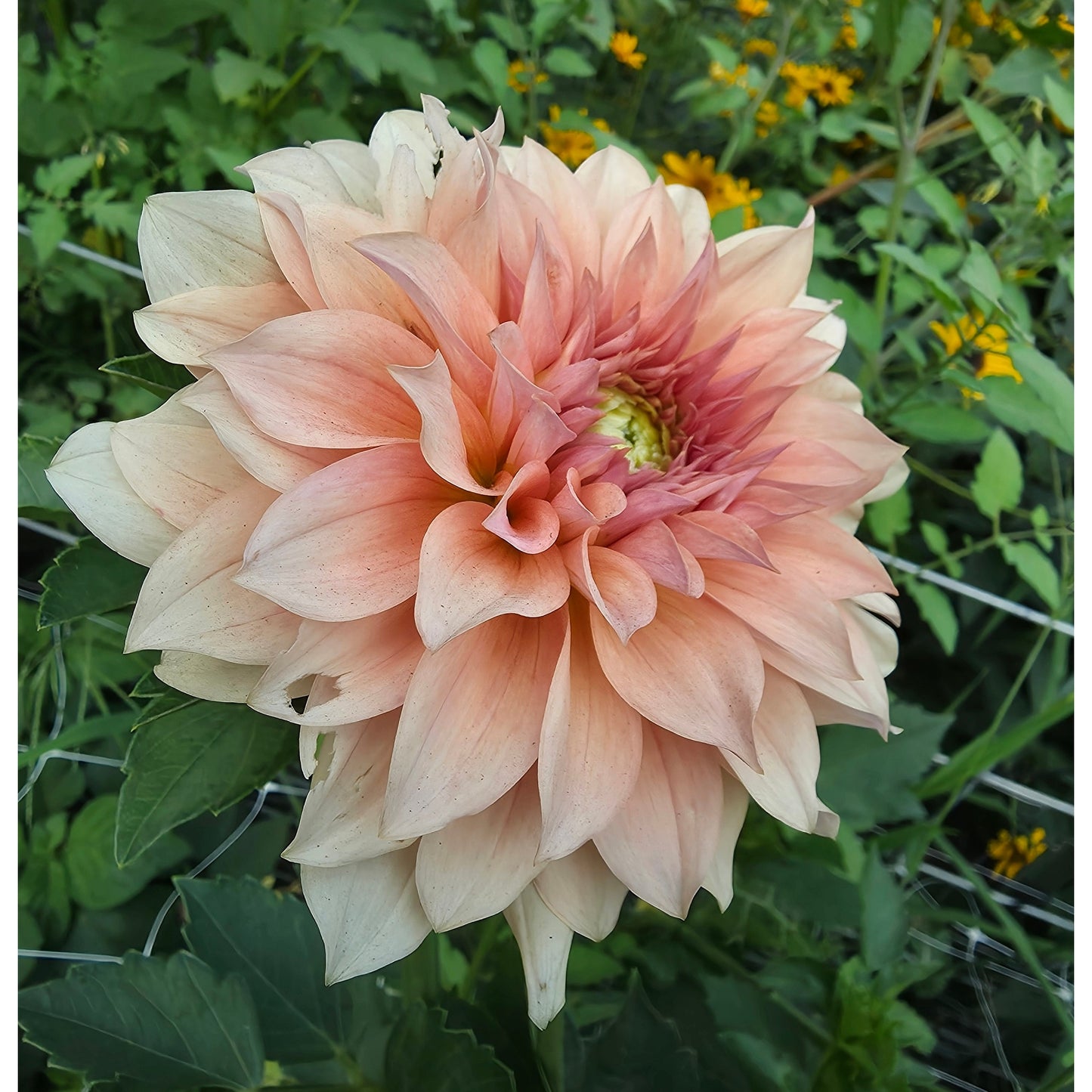 RM Peachy Pink