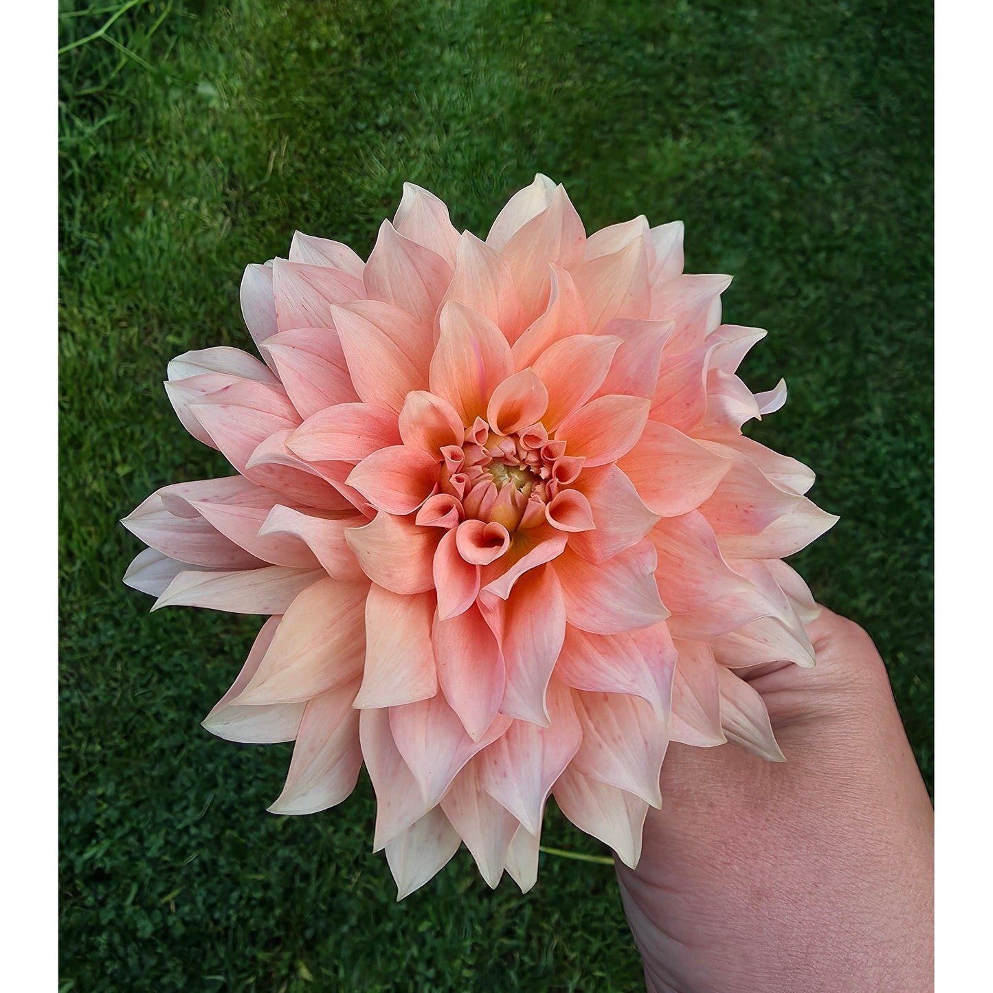 RM Peachy Pink