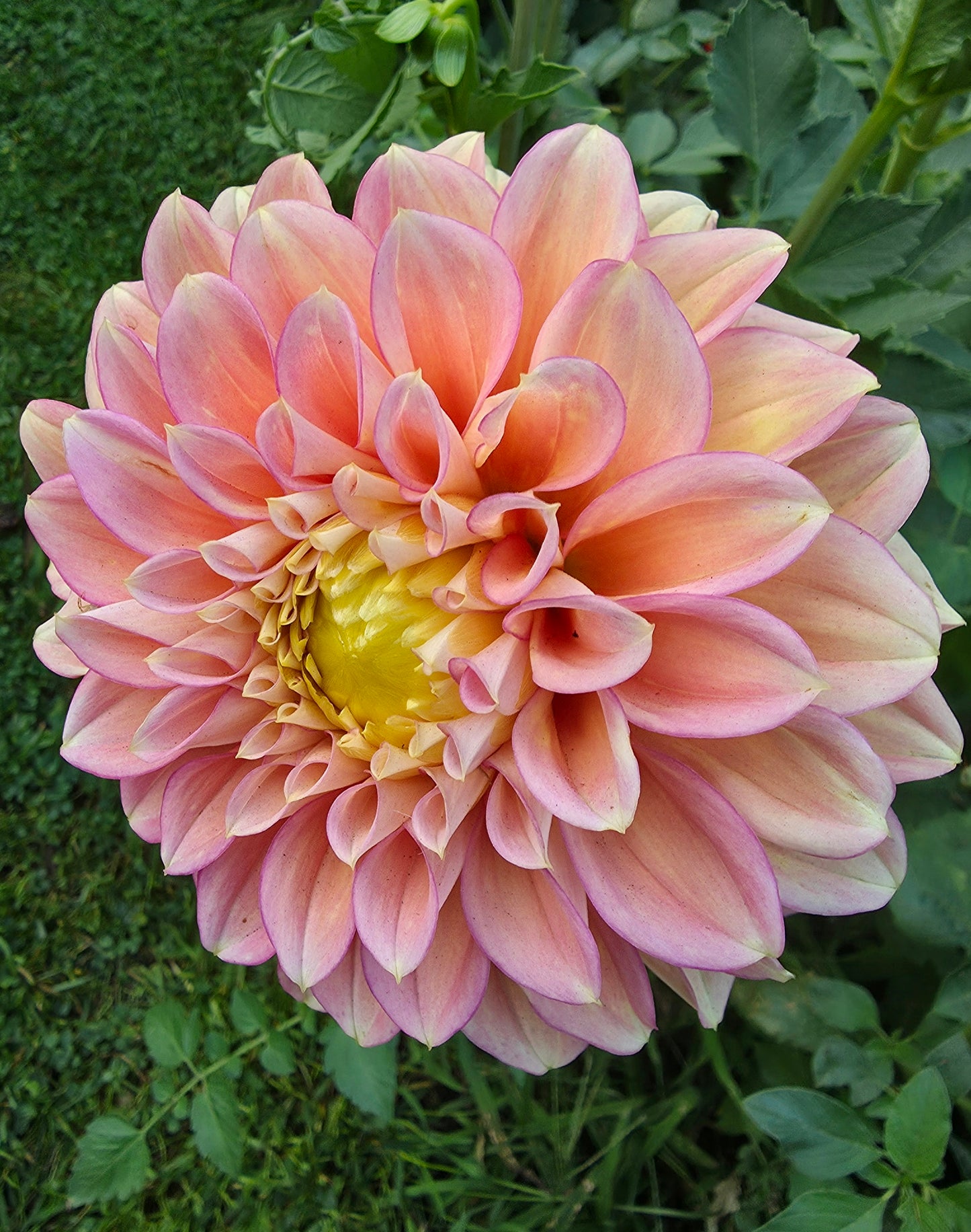 KA's Aloha