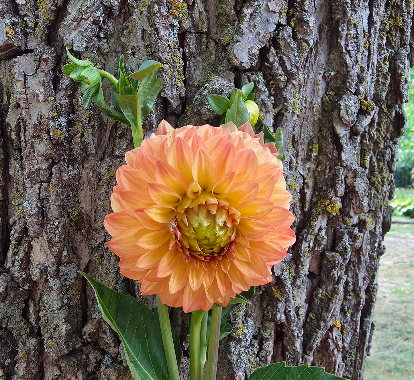 Veronne's Sandra J