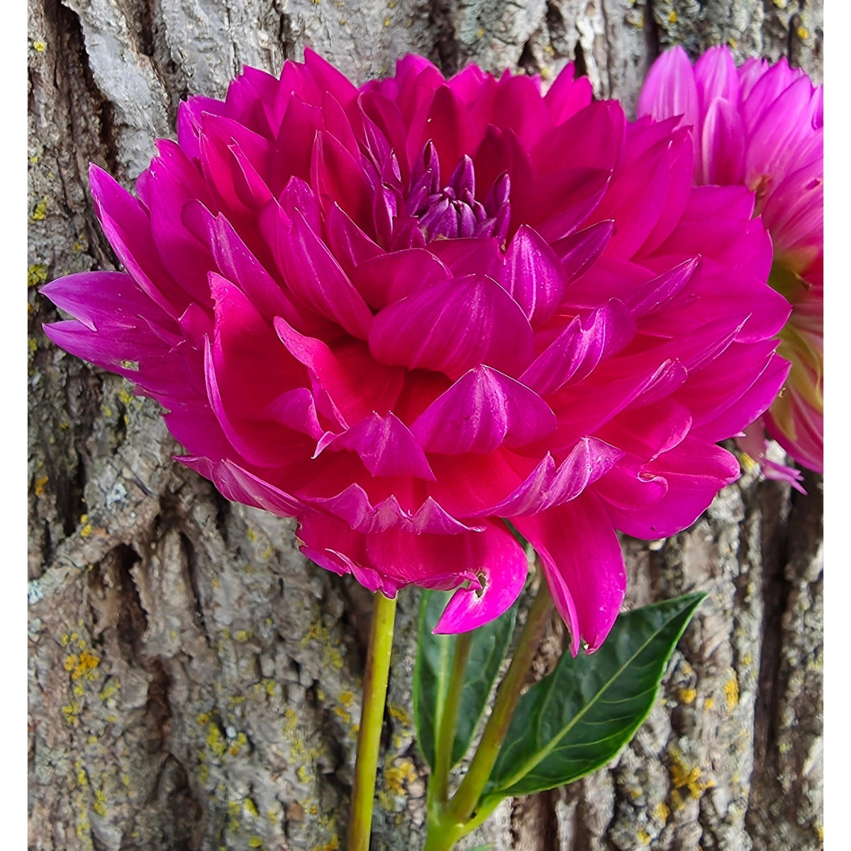 Sandia Bertha