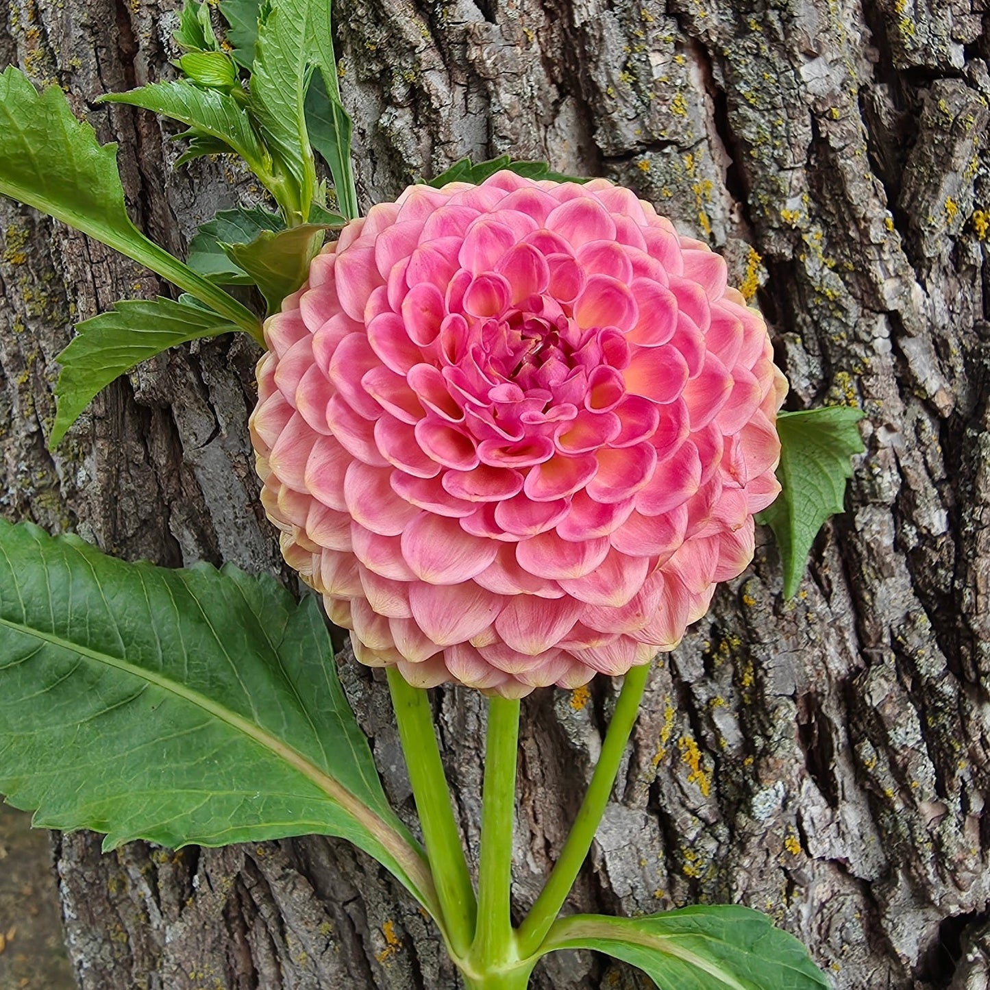 20th Ave Softer Peach