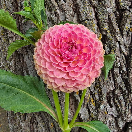 20th Ave Softer Peach