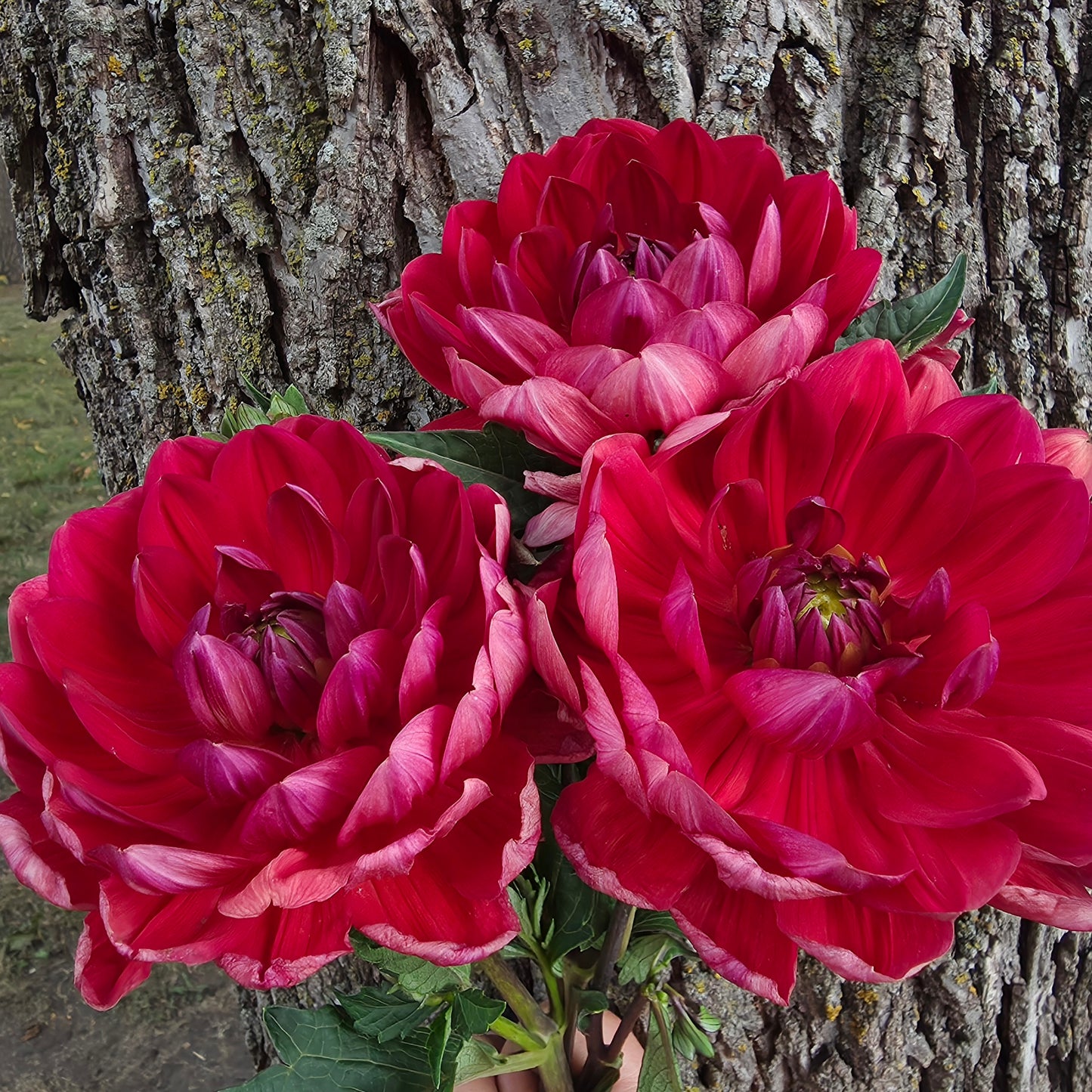 Hollyhill Rose Red 2