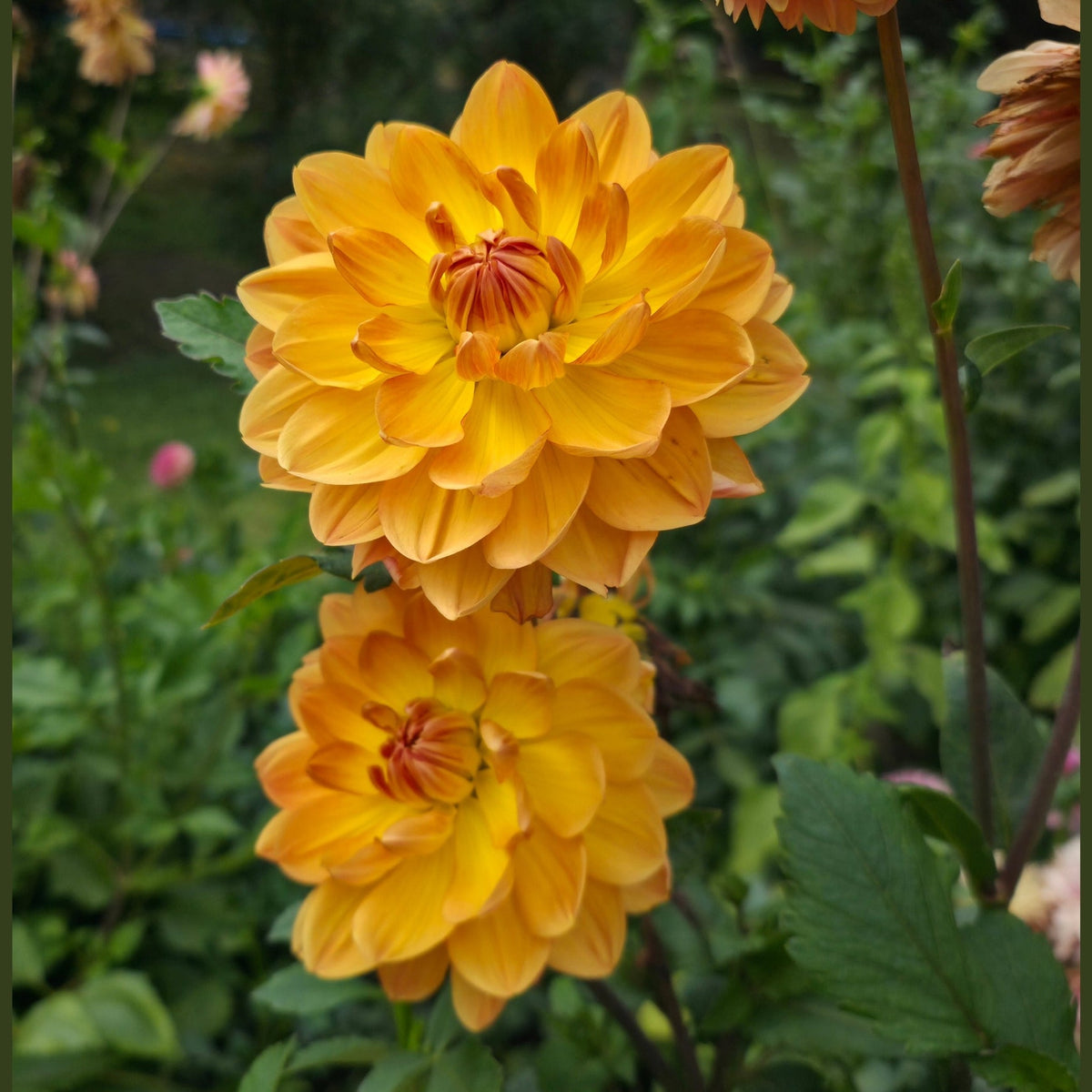 Hollyhill Golden Glow
