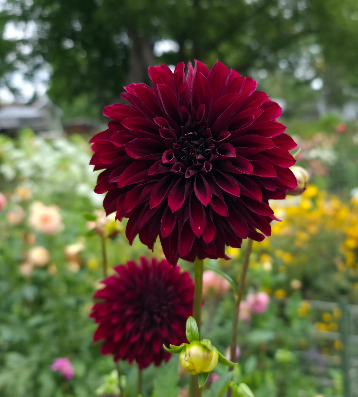 Lee's Blackraspberry