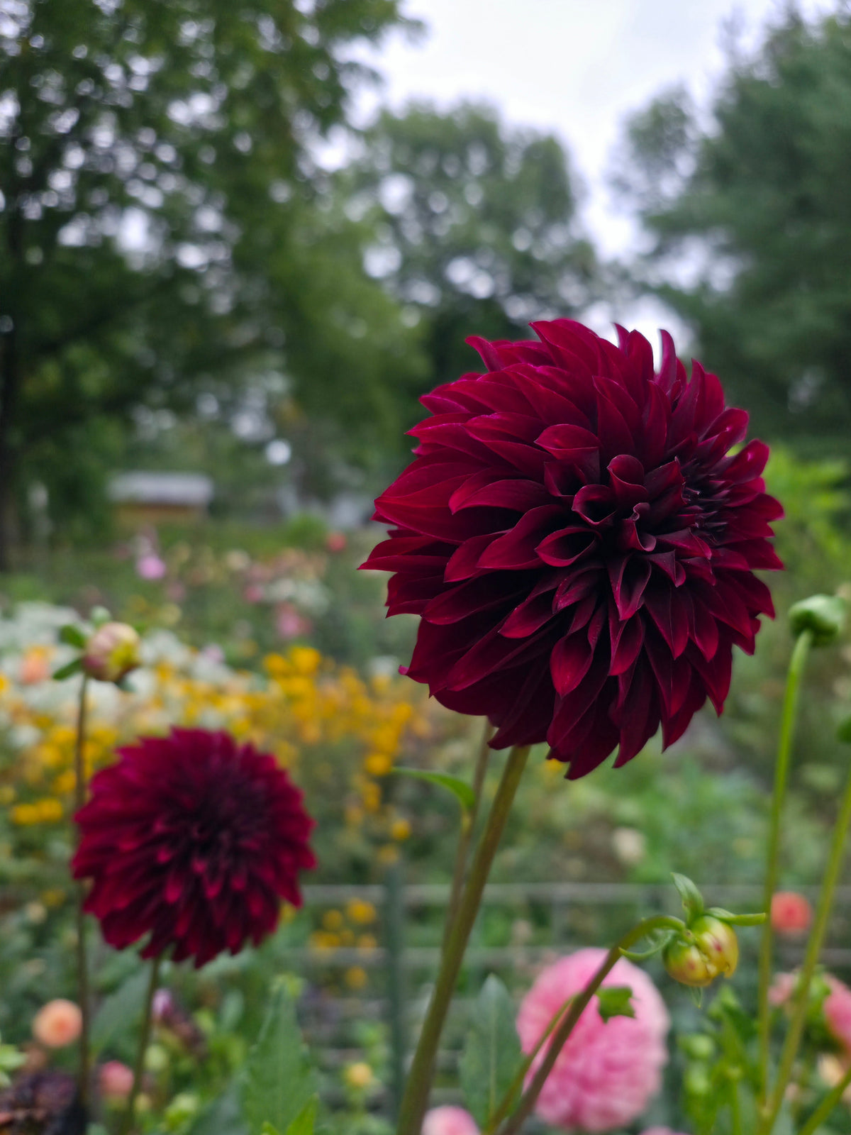 Lee's Blackraspberry