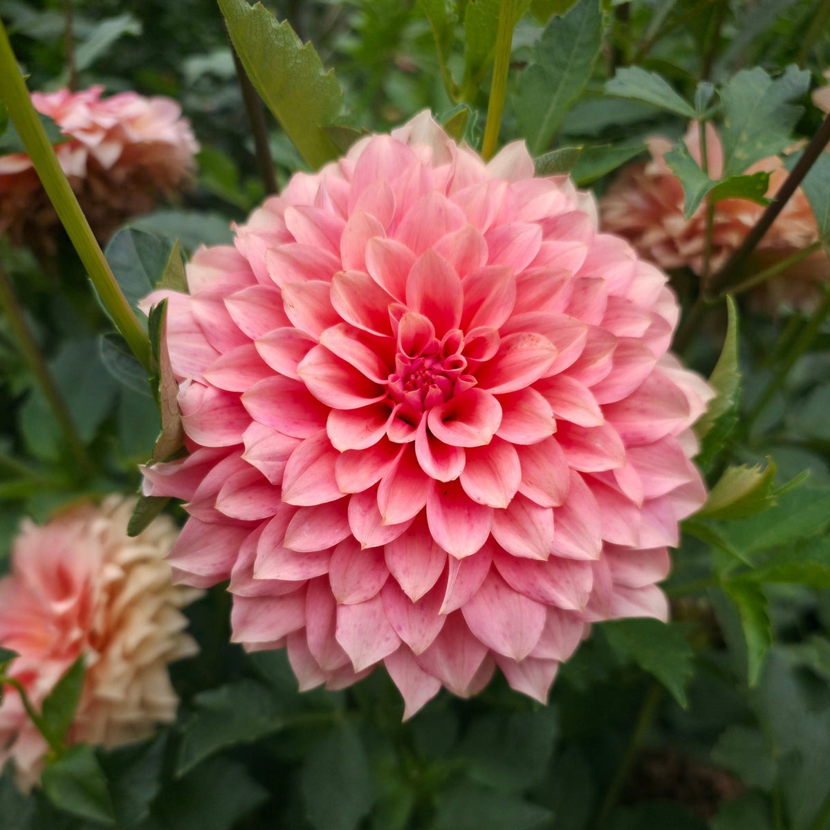 RM Peachy Pink