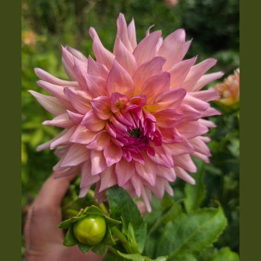 Wyn's Pink Pearl