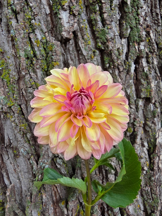 Bloomquist Fredene