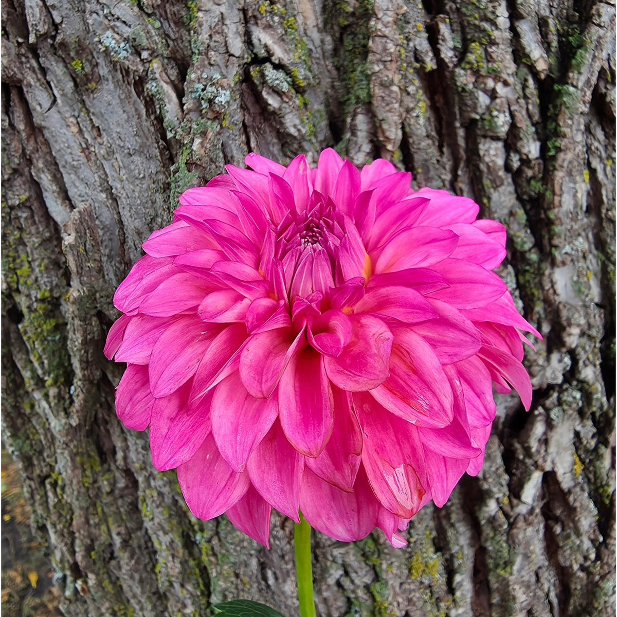 River's Bubblegum