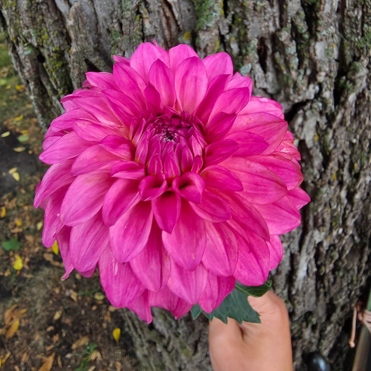 River's Bubblegum
