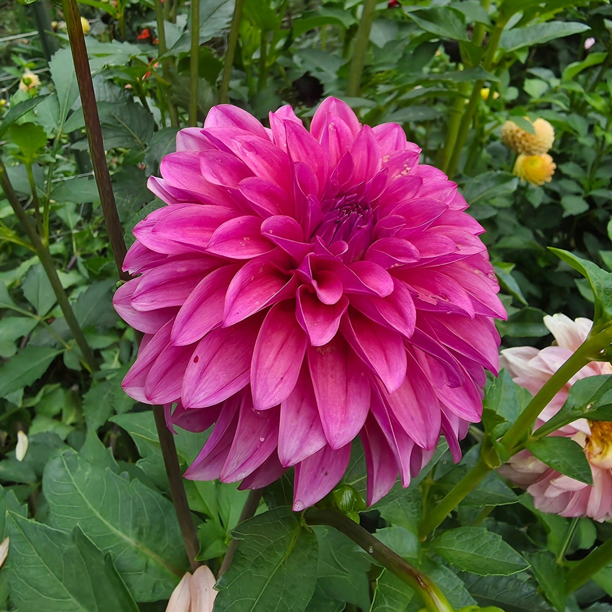 Lee's Vivienne