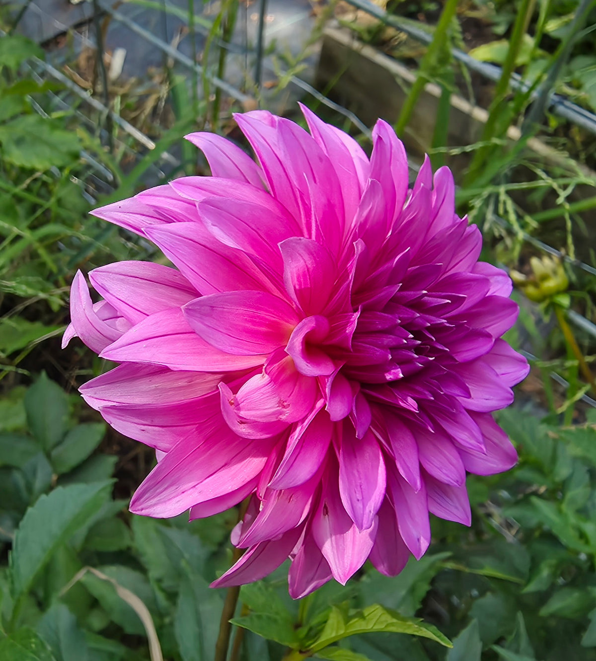 Bloomquist Pinwheel