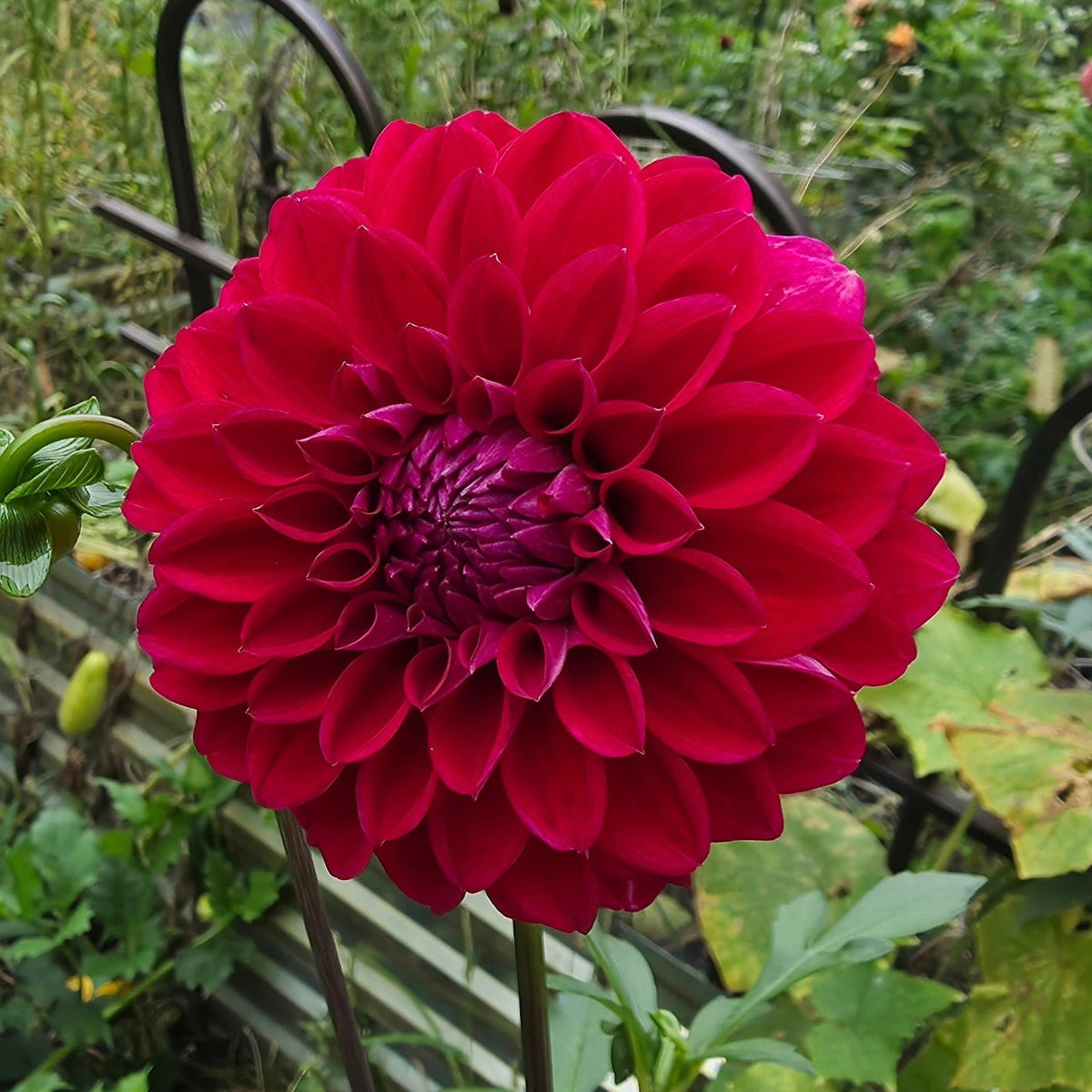 Lee's Black Raspberry