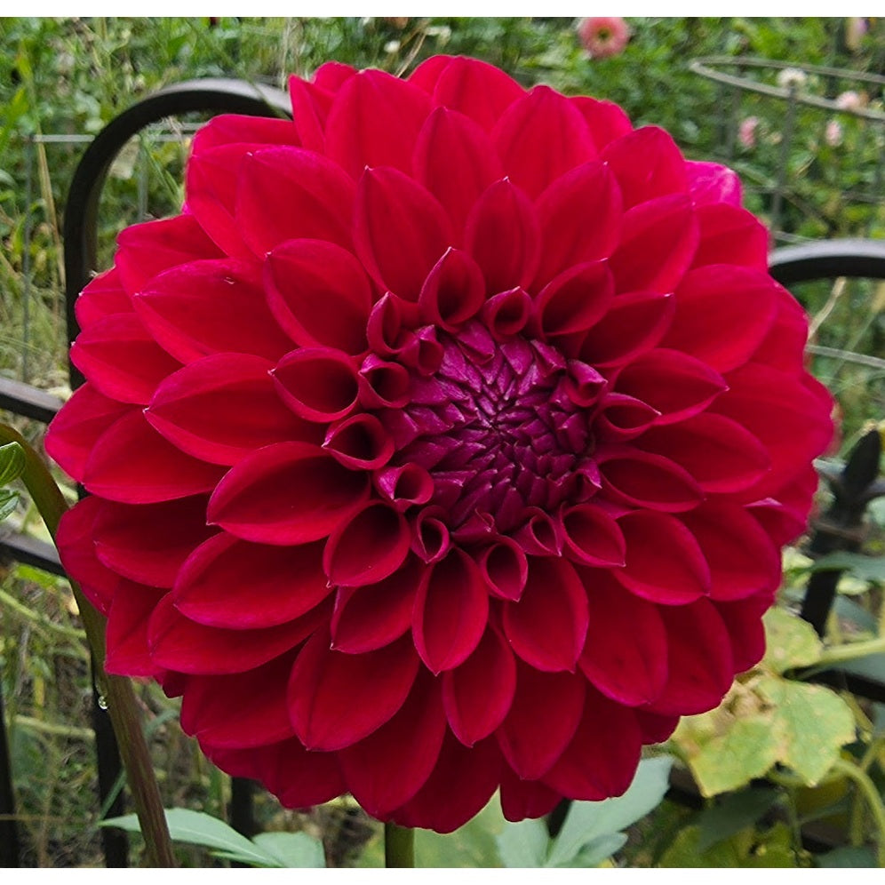 Lee's Black Raspberry