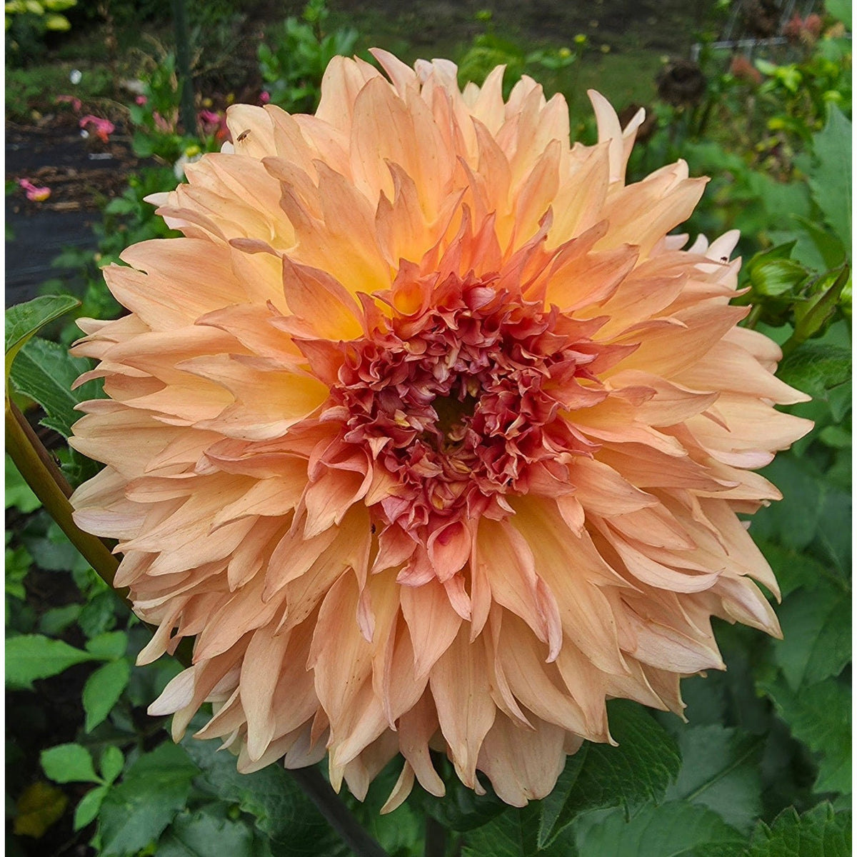 Lee's Fluffy Buffy
