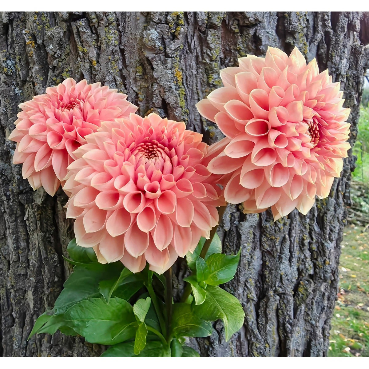 Romance
