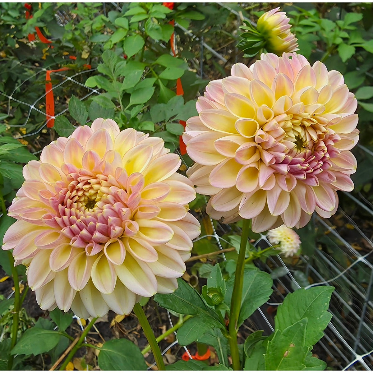 Florelie Harmony